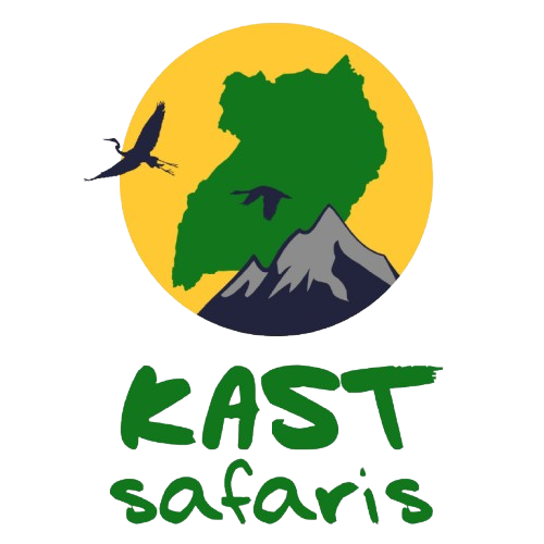 Safari 1