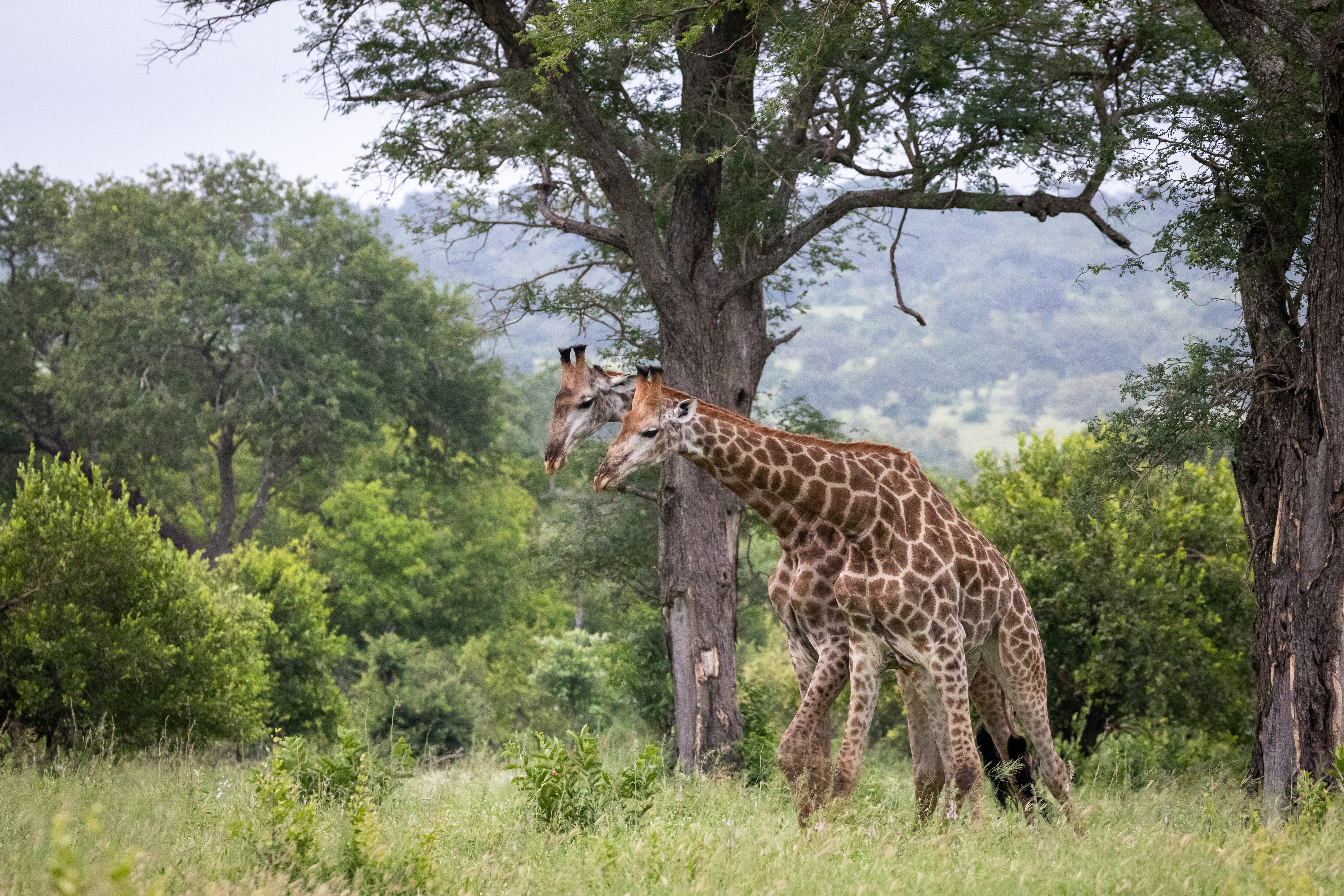 Safari 1